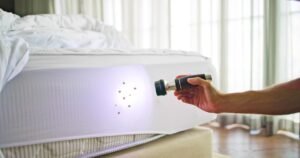 Bed Bug Inspection