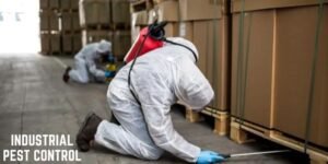 Bed Bug Heat Treatment Harrogate